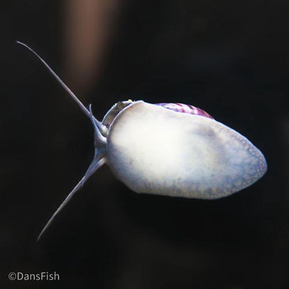 Purple Mystery Snail, (3 pack)