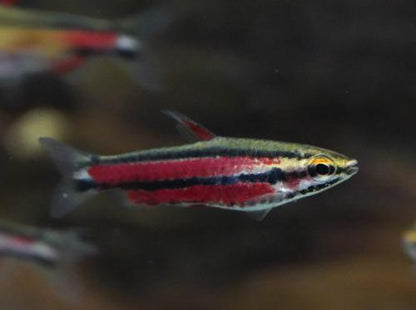 Purple Pencilfish 'Rio Huallaga'