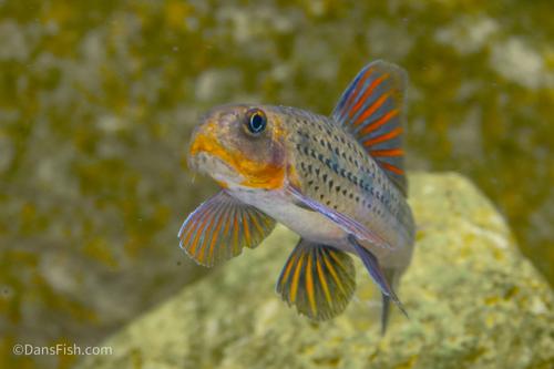 Purple Sailfin Gudgeon, Pair (1M1F)