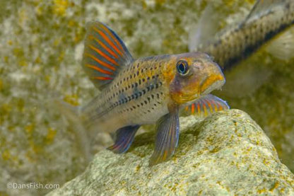 Purple Sailfin Gudgeon, Pair (1M1F)