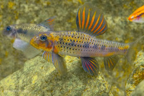 Purple Sailfin Gudgeon, Pair (1M1F)
