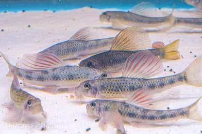 Purple Sailfin Gudgeon, Pair (1M1F)