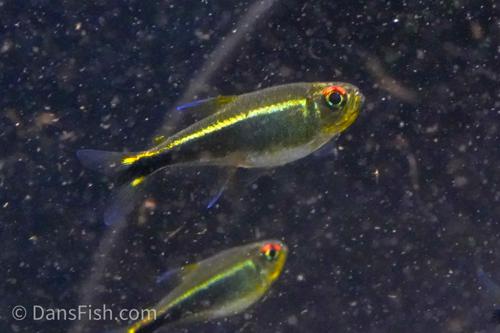 Purple Tetra