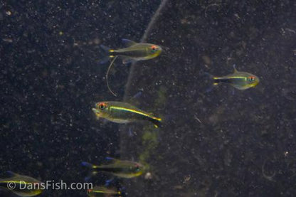 Purple Tetra