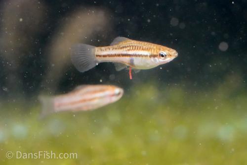 Pygmy Swordtail, Pair (1M1F)