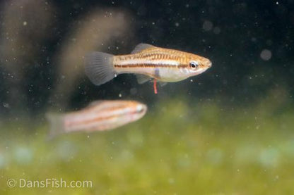 Pygmy Swordtail, Pair (1M1F)