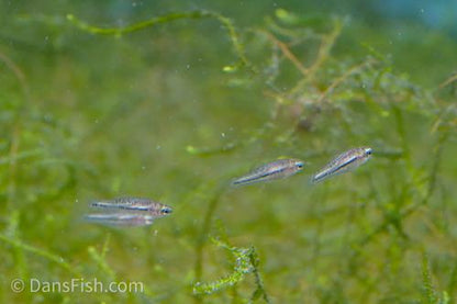 Pygmy Swordtail, Pair (1M1F)
