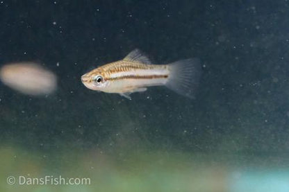 Pygmy Swordtail, Pair (1M1F)