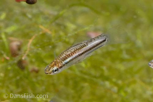 Pygmy Swordtail, Pair (1M1F)