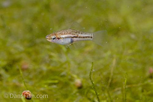 Pygmy Swordtail, Pair (1M1F)
