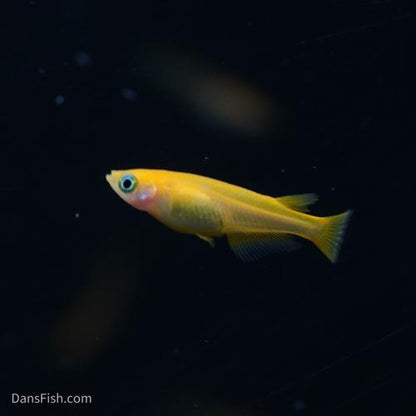 RLF Red Emperor Medaka Ricefish