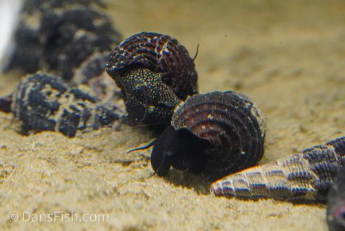 Rabbit Snail, (3 pack)