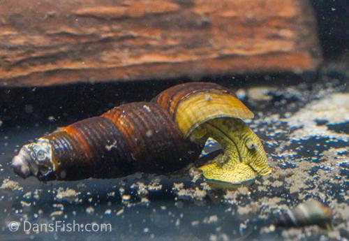 Rabbit Snail, (3 pack)