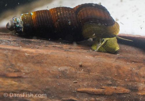 Rabbit Snail, (3 pack)
