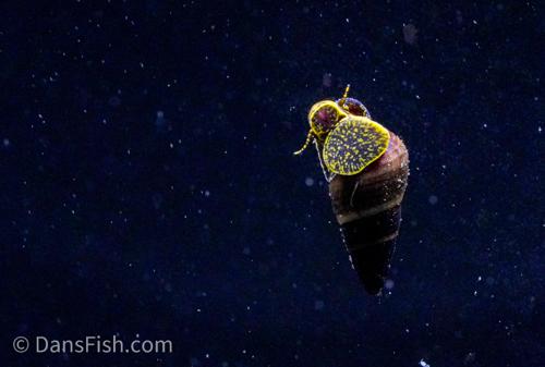 Rabbit Snail, (3 pack)