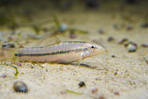 Rainbow Mountain Loach