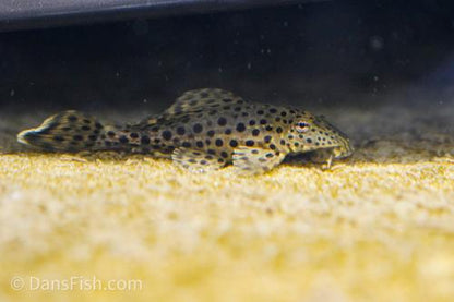 Ranger Pleco