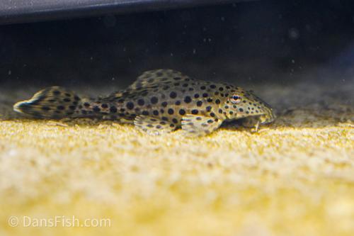 Ranger Pleco