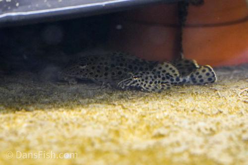 Ranger Pleco