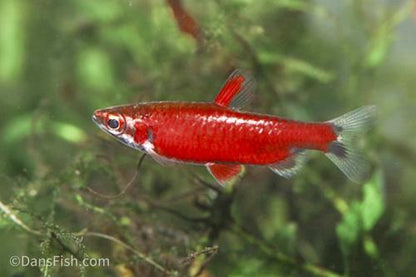 Really Red Pencilfish 'Rio Amaya', Male