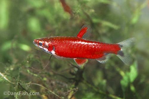 Really Red Pencilfish 'Rio Amaya', Male