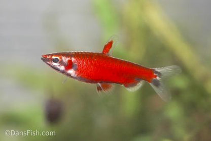 Really Red Pencilfish 'Rio Amaya', Male