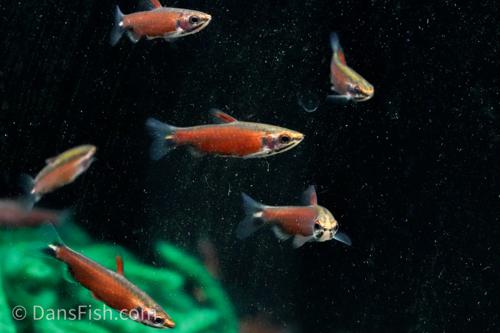 Really Red Pencilfish 'Rio Amaya', Male