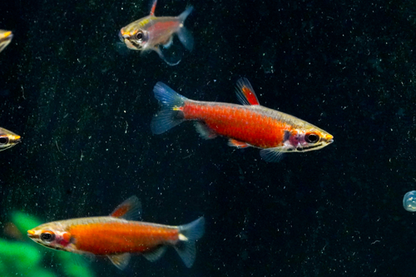 Really Red Pencilfish 'Rio Amaya', Male