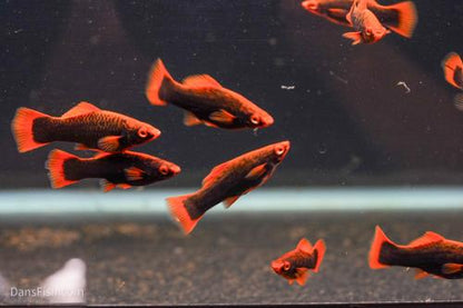 Red Alpha Swordtail