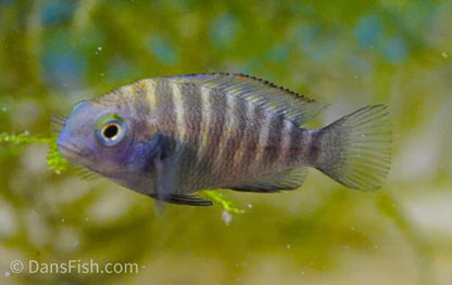 Red Tropheus 'Aquarium Strain'