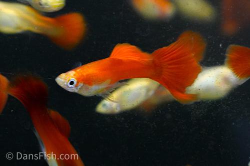 Red Blonde Guppy, Pair (1M1F)