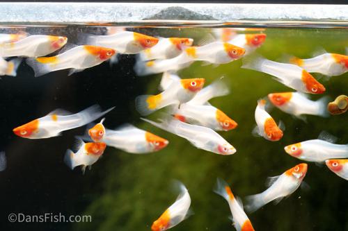 Albino Red Cap Swordtail