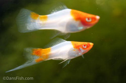 Albino Red Cap Swordtail