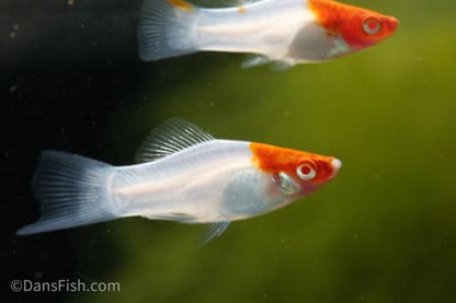 Albino Red Cap Swordtail