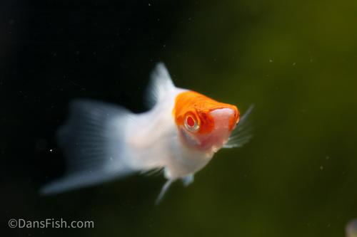 Albino Red Cap Swordtail