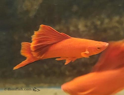 Red Cauliflower Highfin Swordtail, Pair (1M1F)