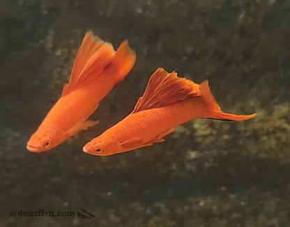 Red Cauliflower Highfin Swordtail, Pair (1M1F)