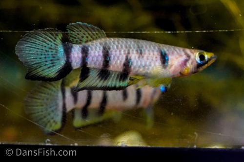 Red Chinned Panchax, Female