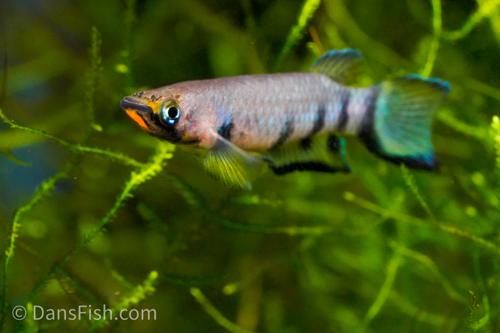 Red Chinned Panchax, Female
