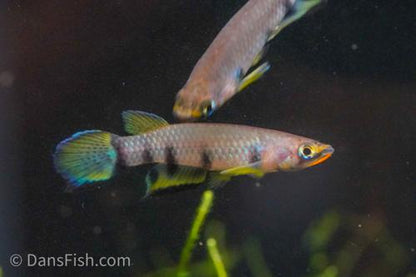 Red Chinned Panchax, Female