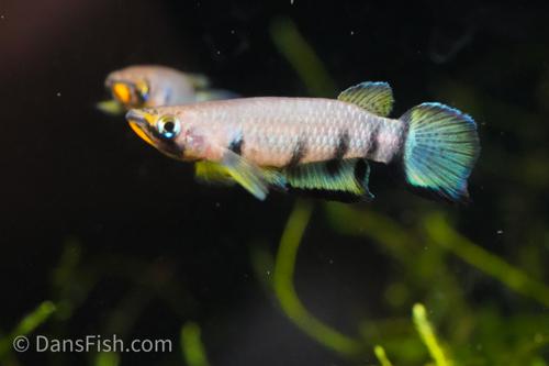 Red Chinned Panchax, Female