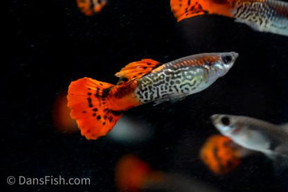 Red Cobra Guppy, Pair (1M1F)