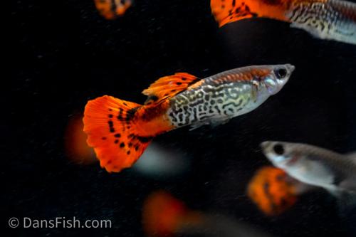Red Cobra Guppy, Pair (1M1F)