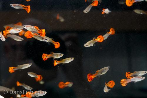 Red Cobra Guppy, Pair (1M1F)
