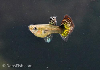 Red Dragon Guppy, Pair (1M1F)