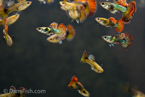 Red Dragon Guppy, Pair (1M1F)