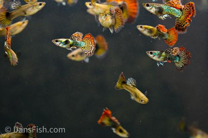Red Dragon Guppy, Pair (1M1F)