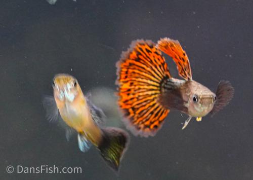 Red Dragon Guppy, Pair (1M1F)