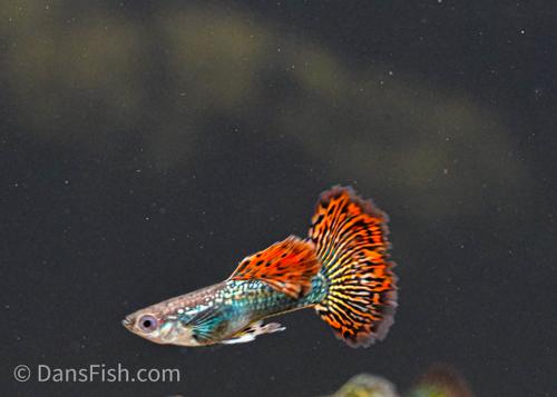 Red Dragon Guppy, Pair (1M1F)