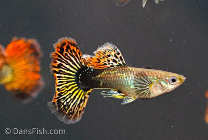 Red Dragon Guppy, Pair (1M1F)